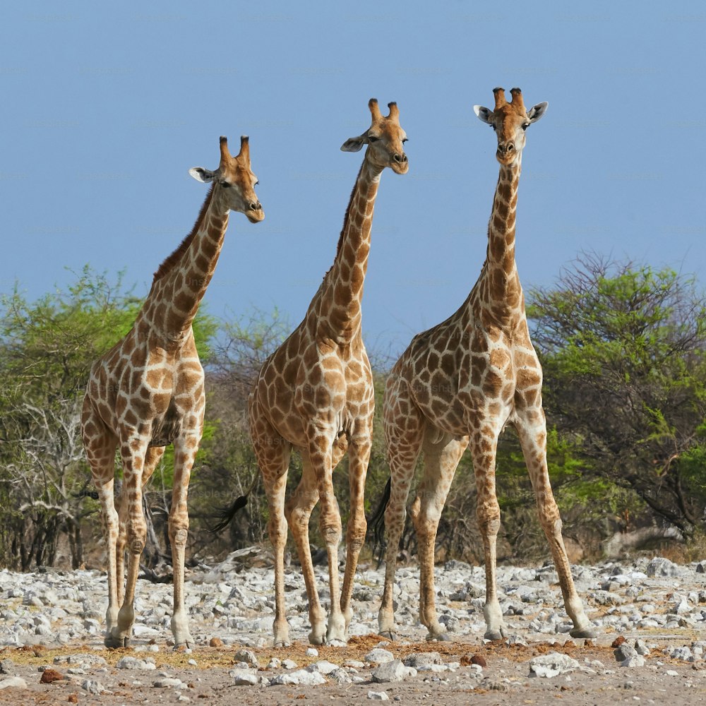 Tre giraffe fianco a fianco nel Parco Nazionale di Etosha