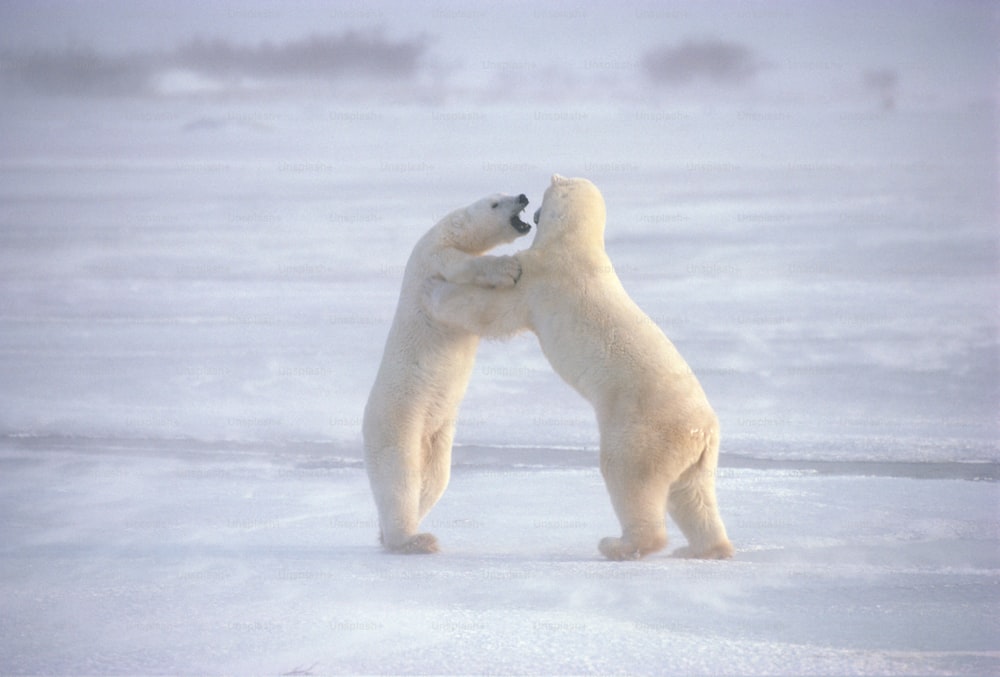 two polar bears playing with each other in the snow