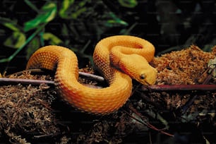 a yellow snake is curled up on a branch