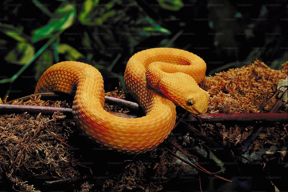 a yellow snake is curled up on a branch