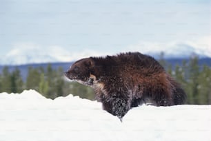 um grande urso marrom caminhando por um campo coberto de neve