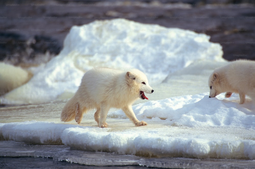 two polar bears are playing in the snow