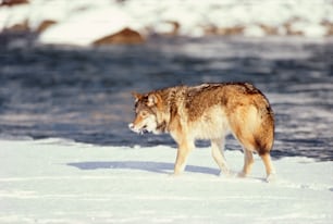 a lone wolf walking across a snow covered field