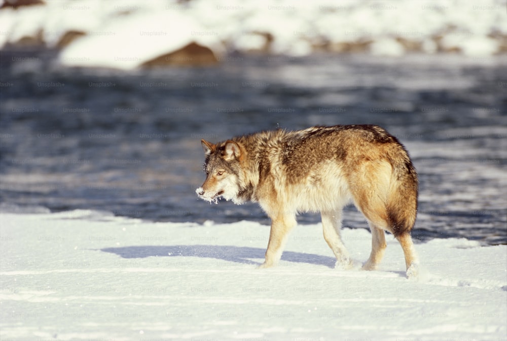 a lone wolf walking across a snow covered field