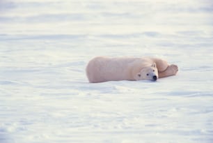 a polar bear is laying in the snow