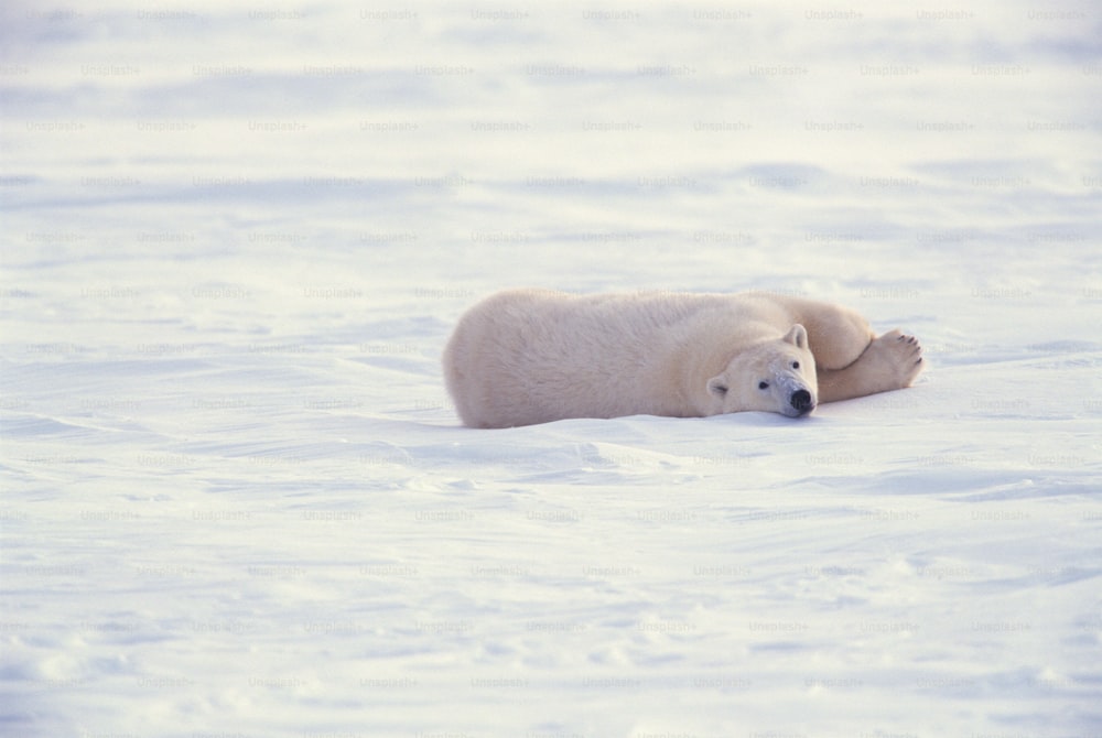 um urso polar está deitado na neve