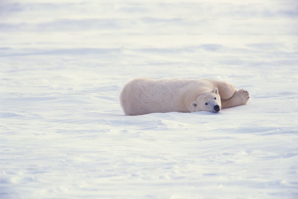 a polar bear is laying in the snow