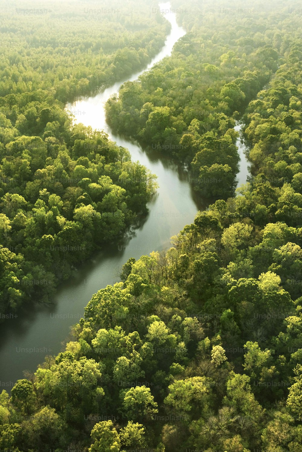 緑豊かな森の中を流れる川