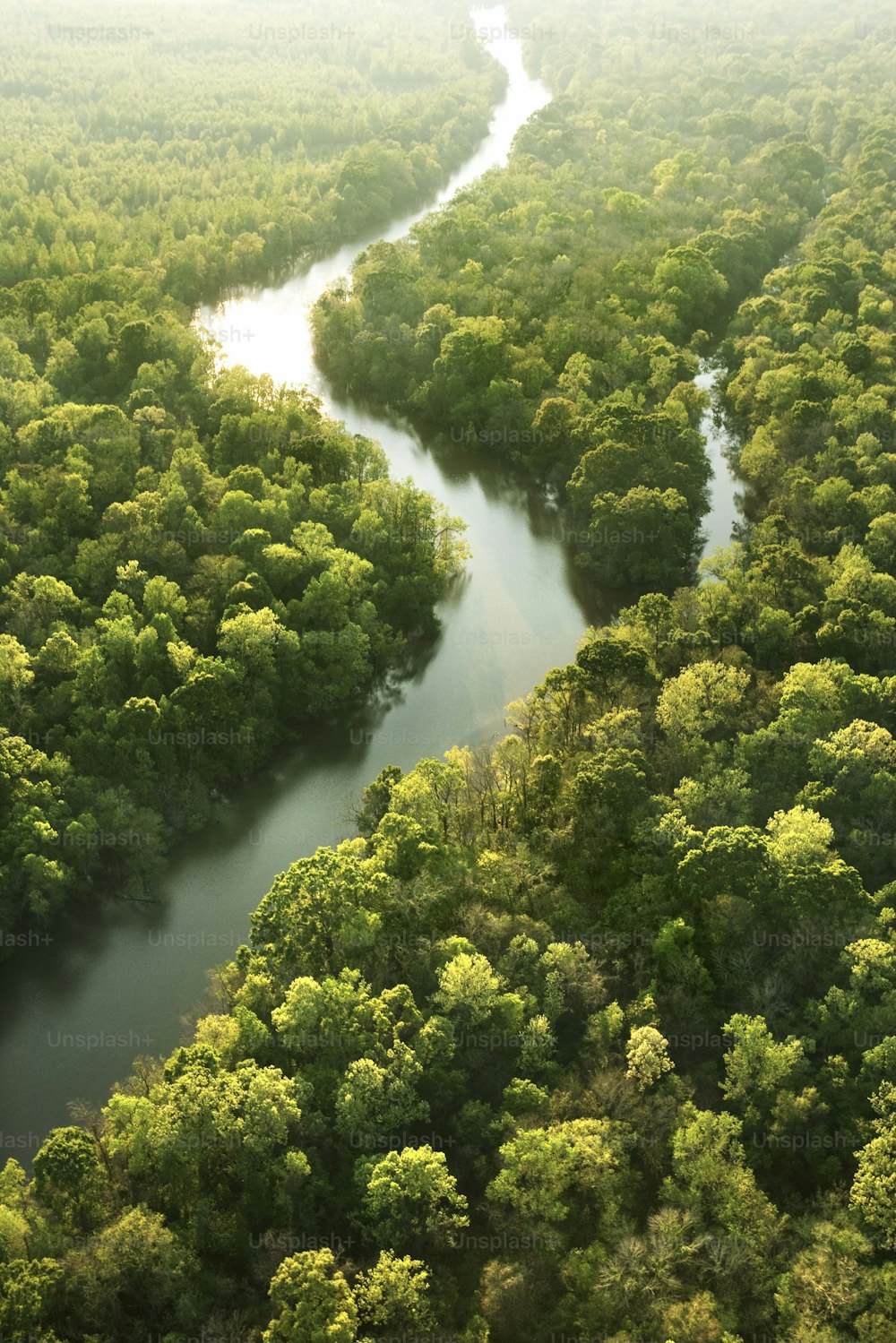 a river running through a lush green forest