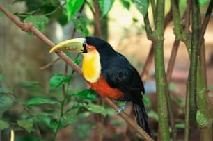 Un uccello colorato appollaiato su un ramo d'albero