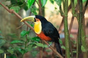 a colorful bird perched on a tree branch