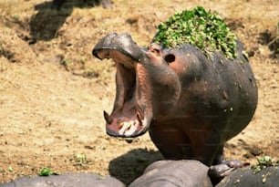 un ippopotamo con la bocca aperta con la bocca spalancata