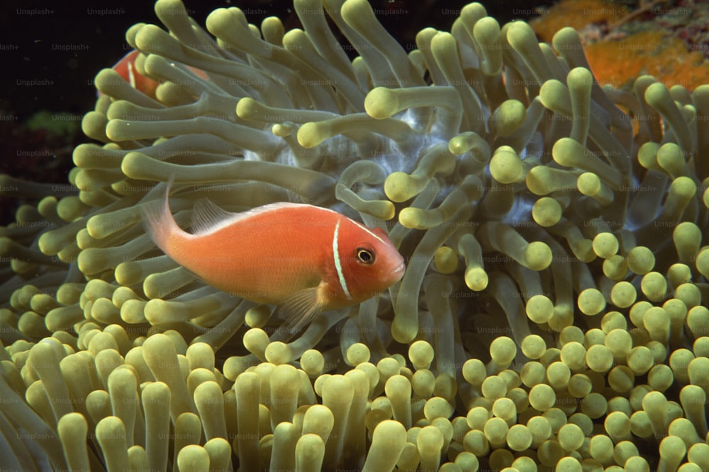 an orange and white fish in an anemone