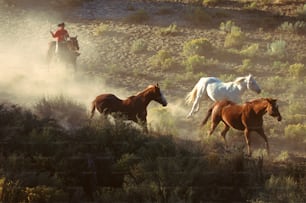 Un gruppo di cavalli che corrono in un campo