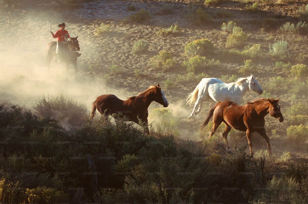 Un grupo de caballos corriendo en un campo