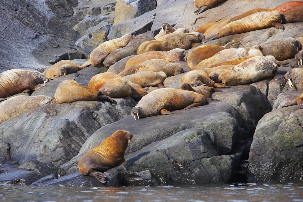um grande grupo de leões marinhos descansando nas rochas