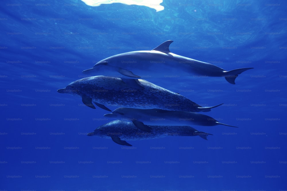 Un gruppo di delfini che nuotano nell'oceano