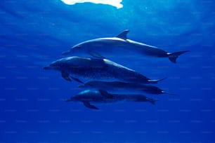 a group of dolphins swimming in the ocean