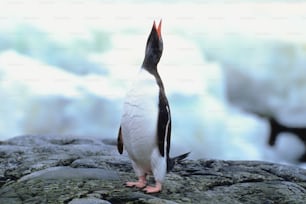 a penguin standing on a rock with a waterfall in the background