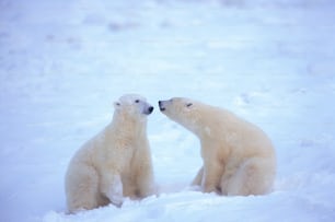 Deux ours polaires sont assis dans la neige