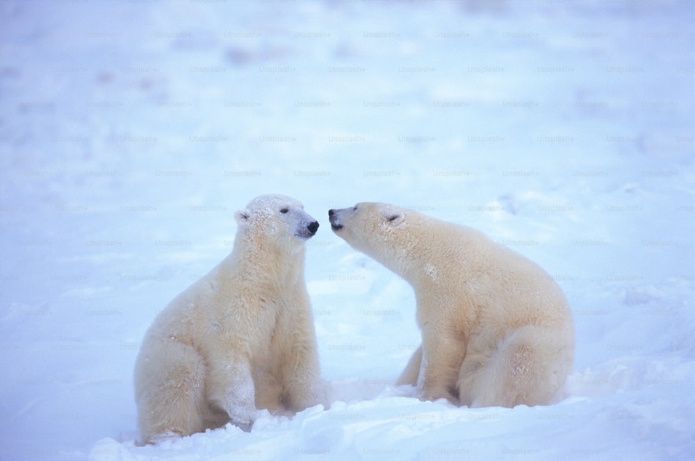 two polar bears are sitting in the snow