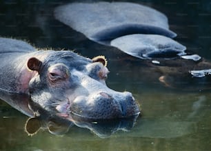 a hippopotamus swimming in a pool of water