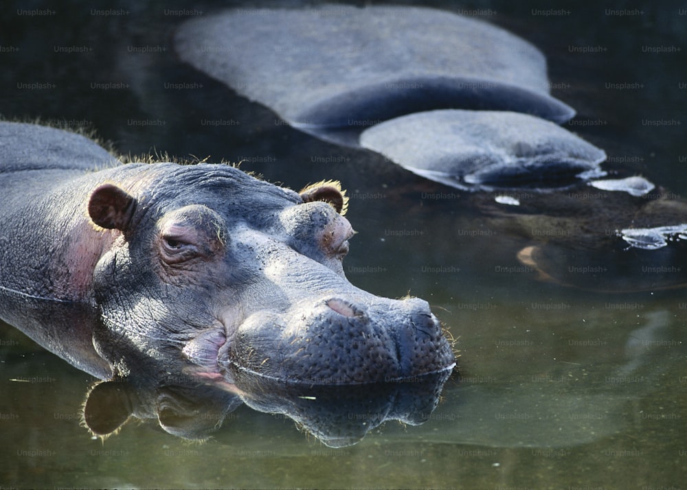 a hippopotamus swimming in a pool of water
