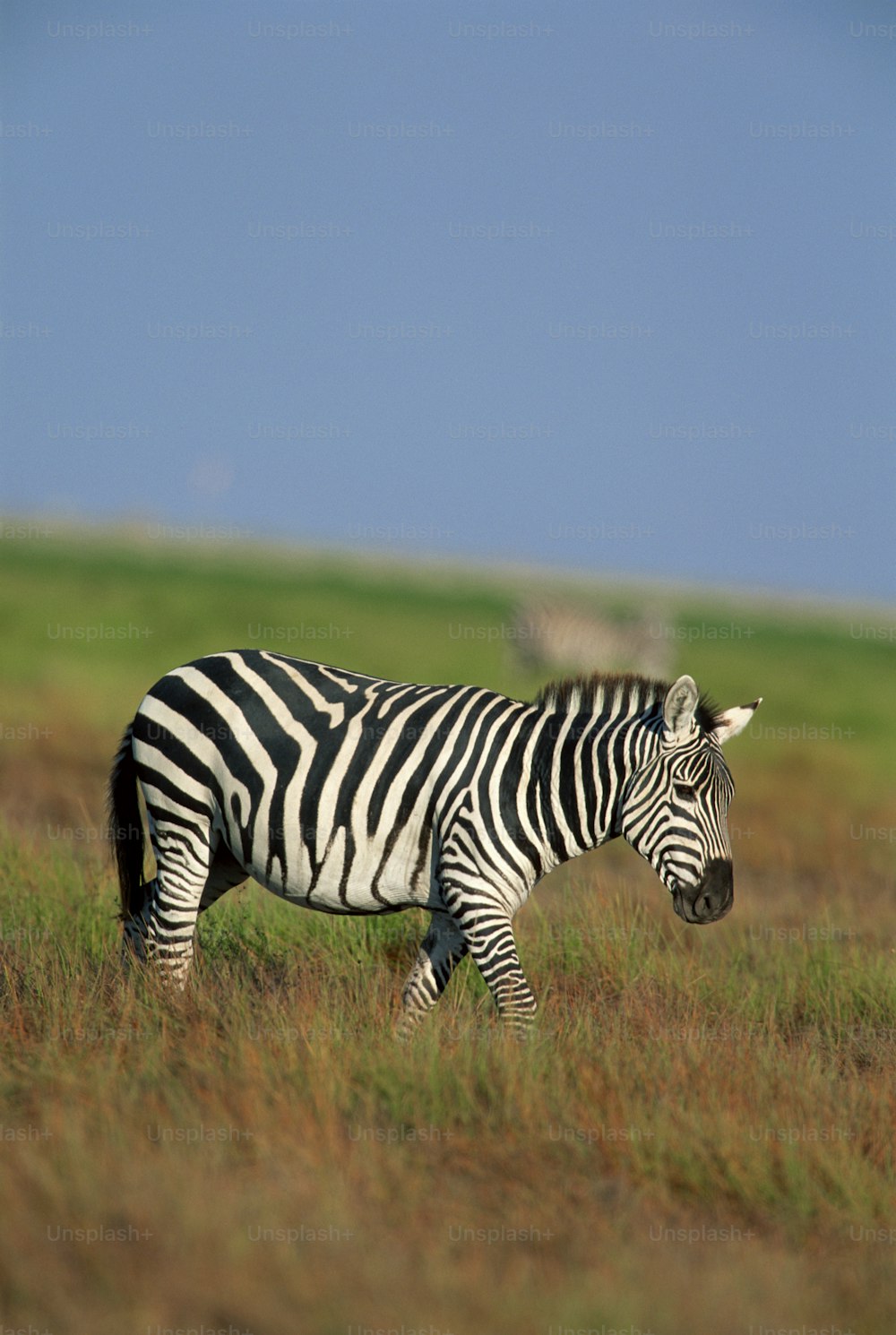 uma zebra em pé em um campo de grama