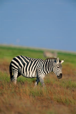 a zebra standing in a field of grass