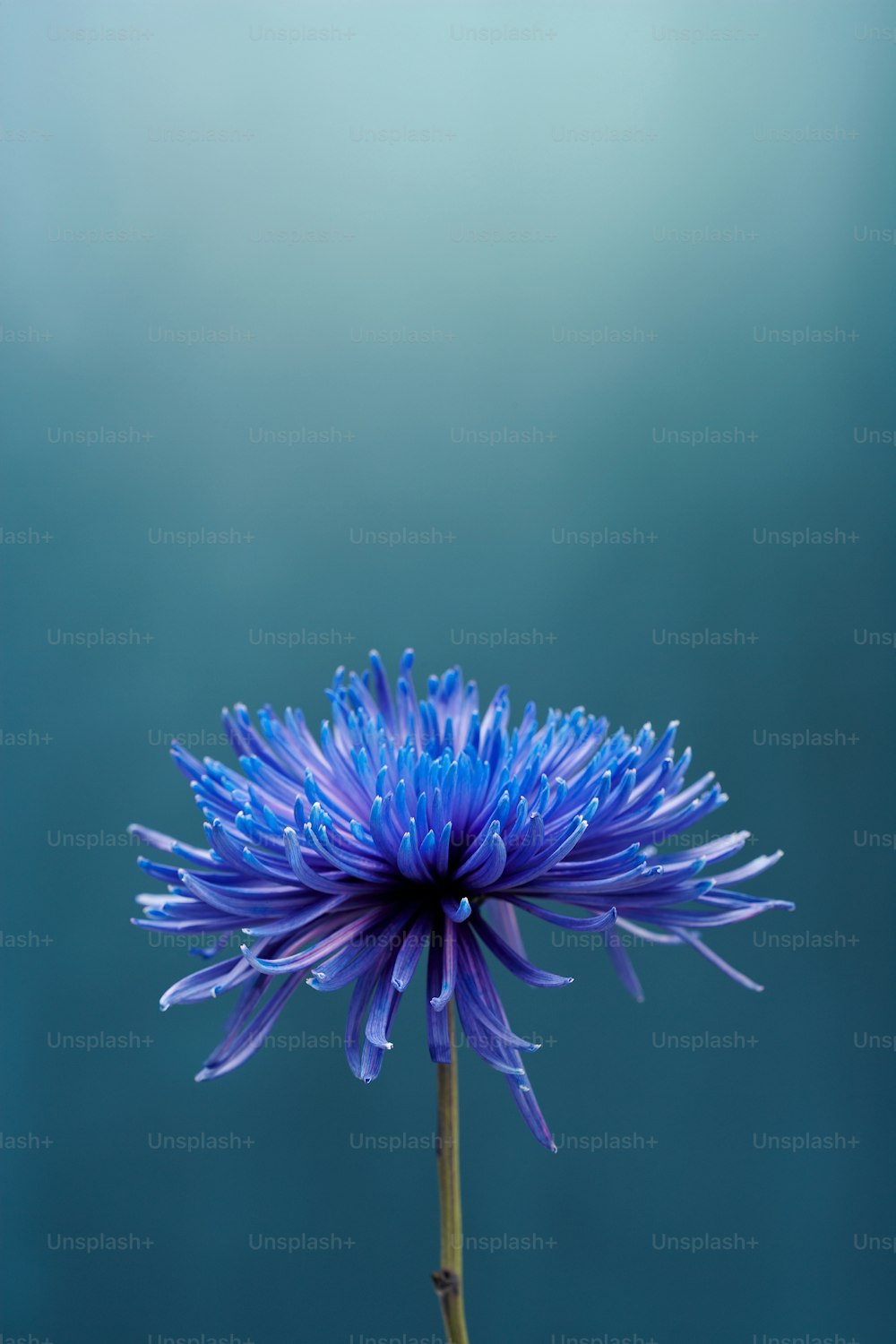 una flor azul con gotas de agua