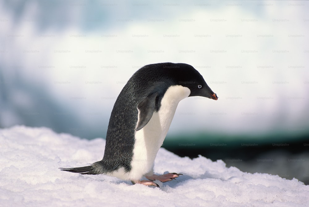 a penguin standing on a pile of snow