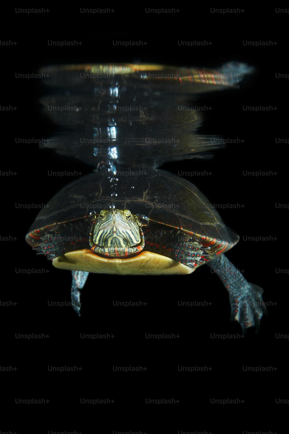 a turtle swimming in the water at night