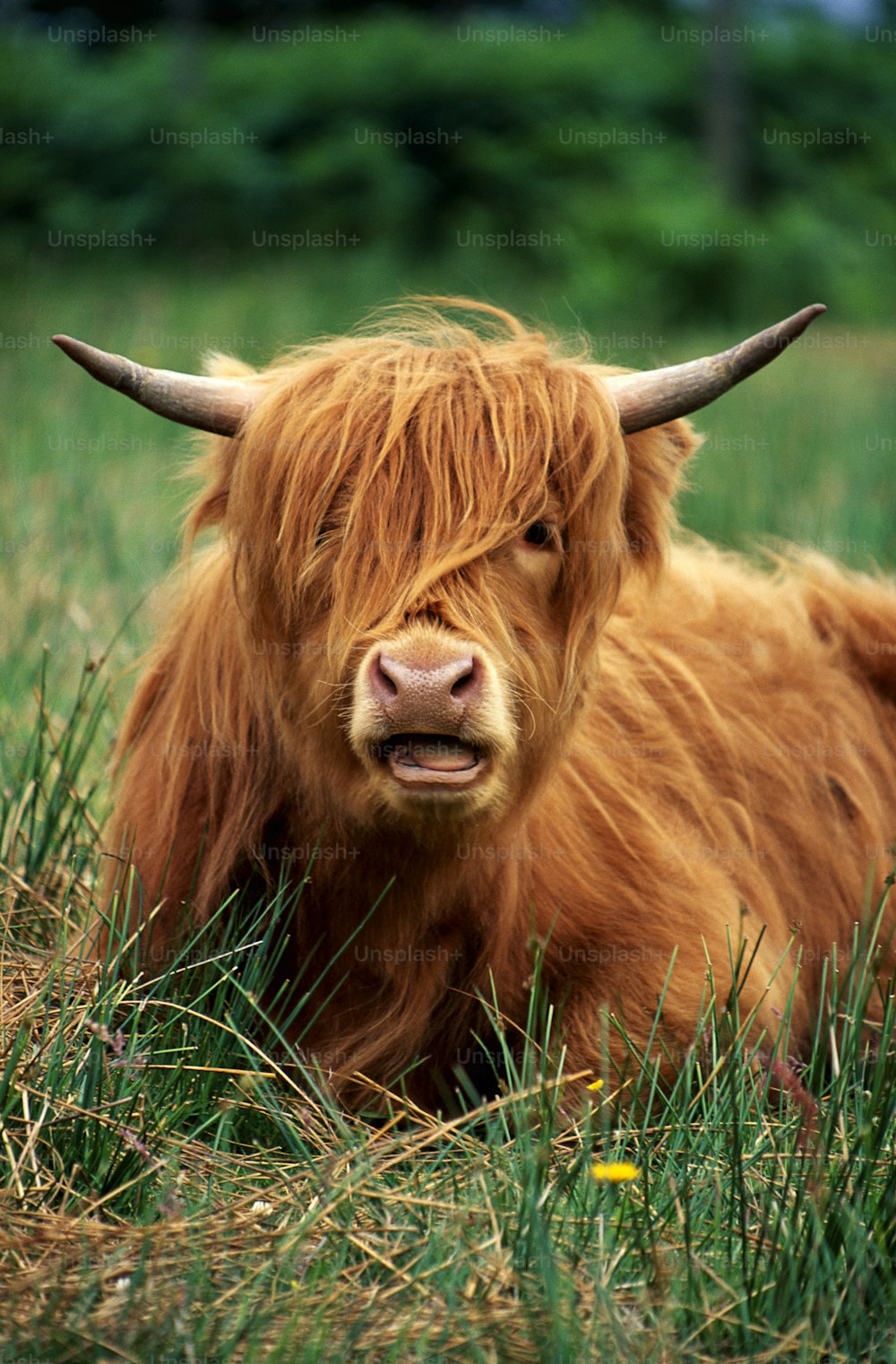 a yak with long hair laying in a field