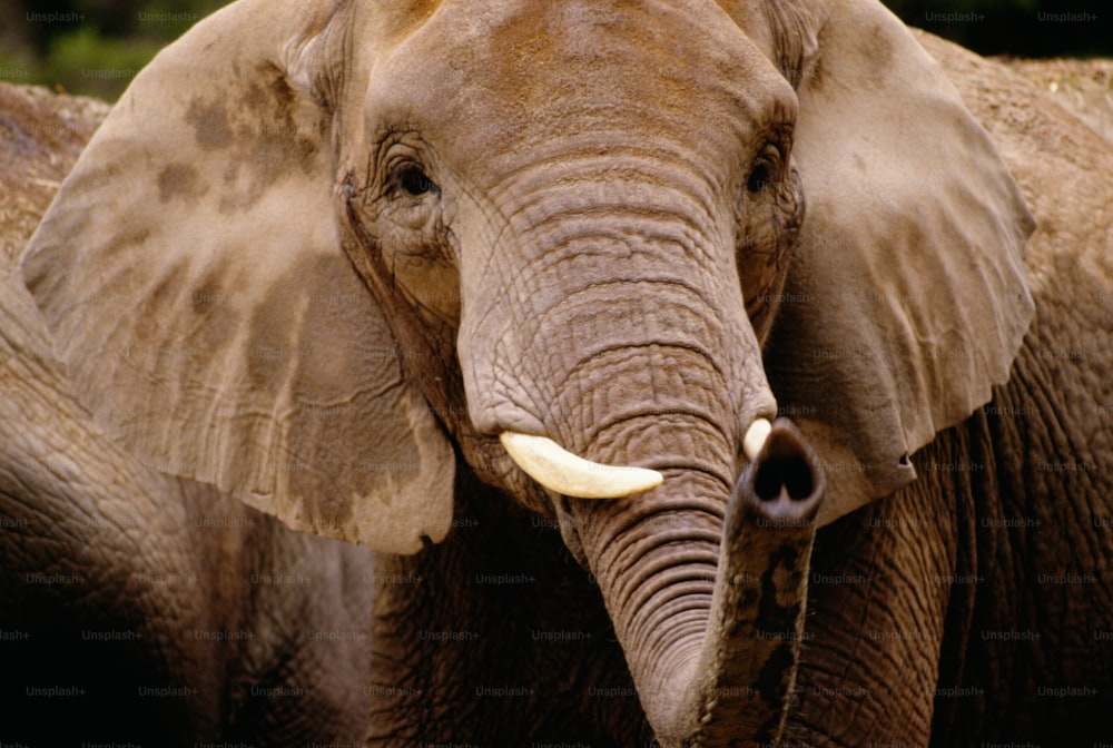 Eine Nahaufnahme des Gesichts eines Elefanten mit Bäumen im Hintergrund