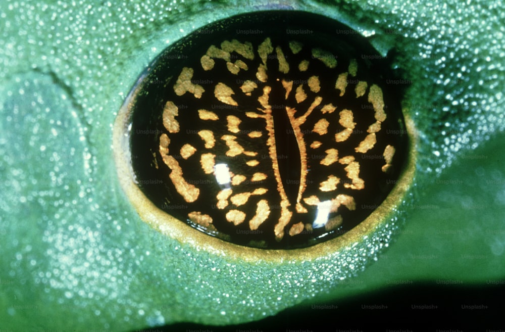 eine Nahaufnahme eines Blattes mit einem braunen und gelben Muster