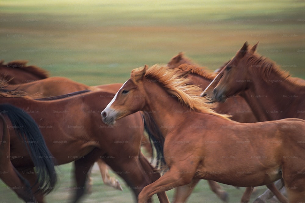 Un troupeau de chevaux bruns courant à travers un champ