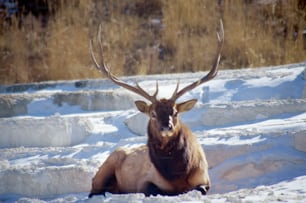 a large elk laying down in the snow