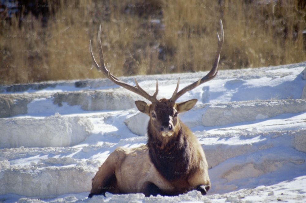 a large elk laying down in the snow