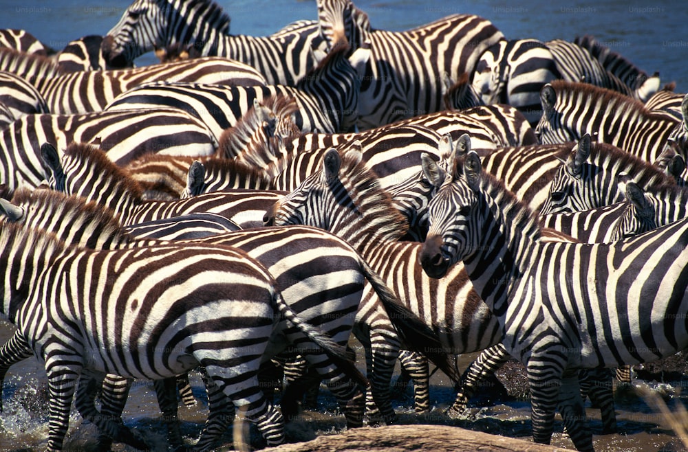 a herd of zebras standing next to a body of water