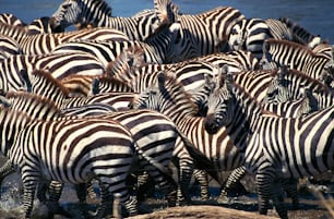 a herd of zebras standing next to a body of water