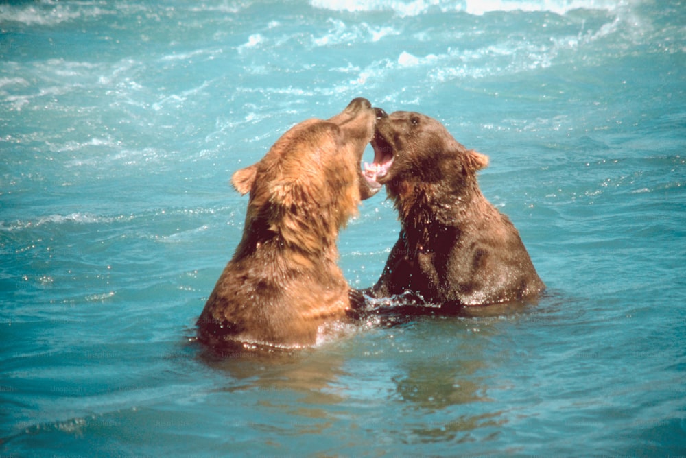 a couple of dogs that are in the water