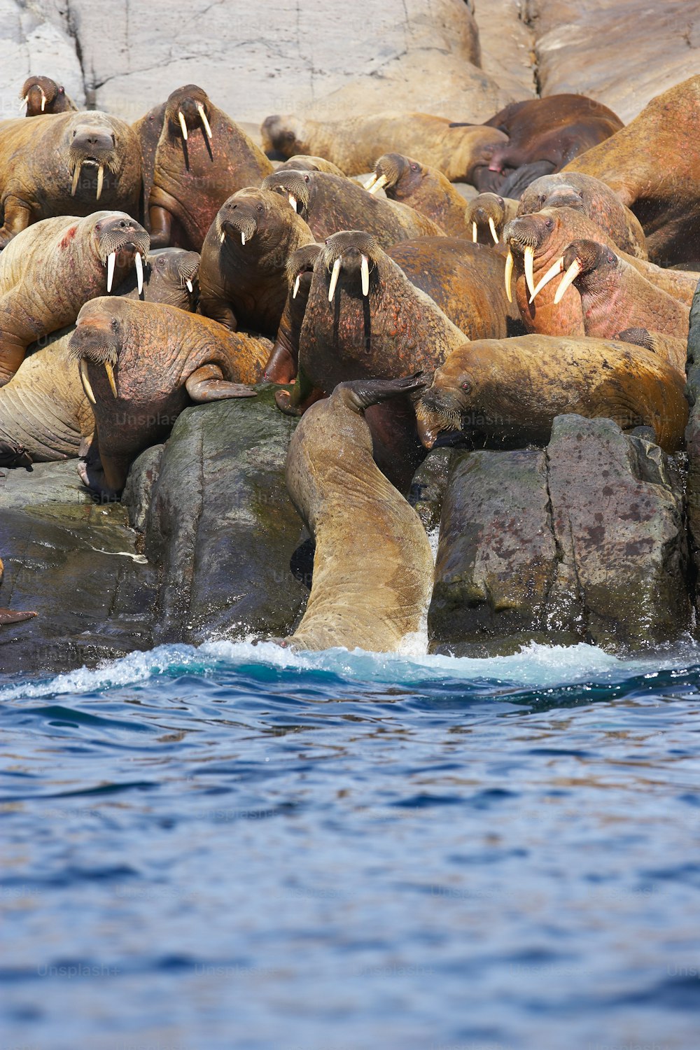 Eine Gruppe von Seelöwen, die auf Felsen im Wasser sitzen