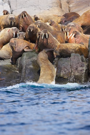 a group of sea lions sitting on rocks in the water