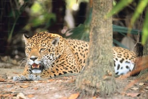 Un leopardo tendido en el suelo junto a un árbol