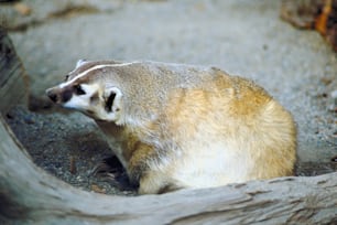 a raccoon sitting on the ground looking around