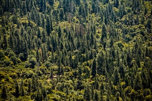 Une forêt remplie de nombreux arbres verts