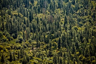 a forest filled with lots of green trees