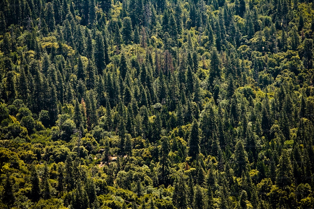 Une forêt remplie de nombreux arbres verts