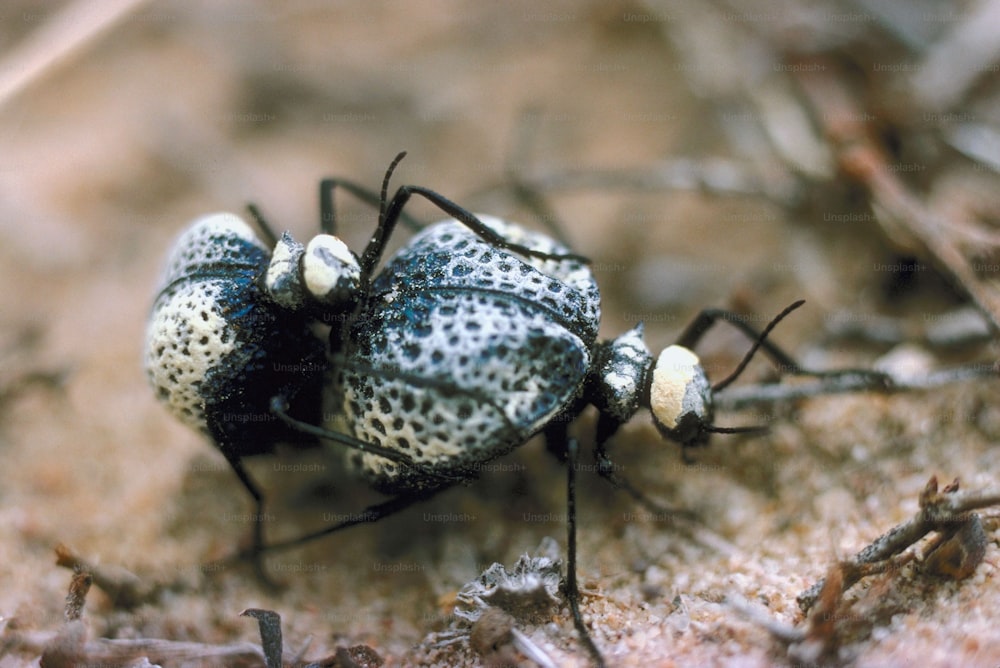 a close up of two bugs on the ground
