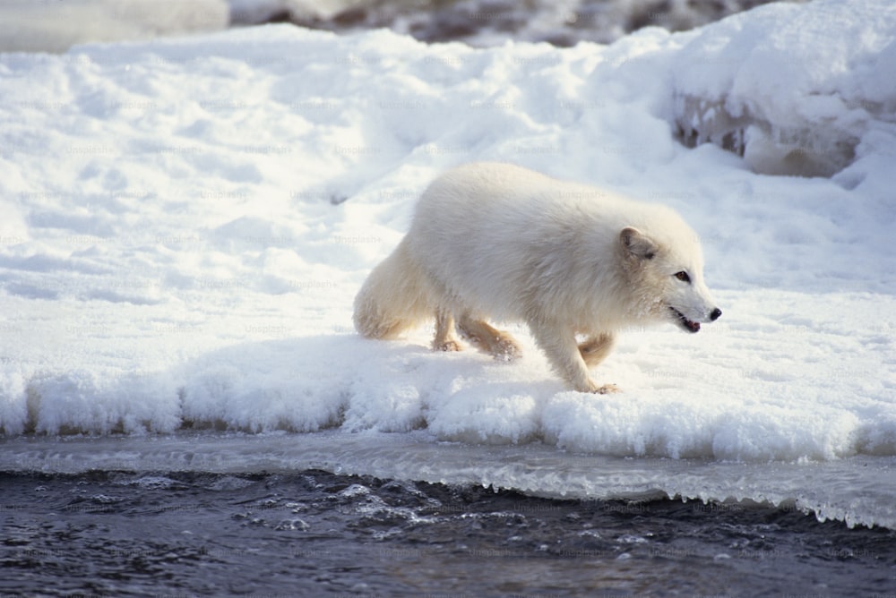 a polar bear walking across a frozen river